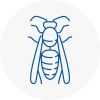 Keswick Wasp Nest Removal